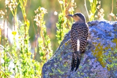Chilean Flicker [Colaptes pitius]