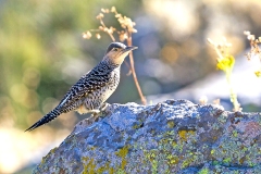 Chilean Flicker [Colaptes pitius]