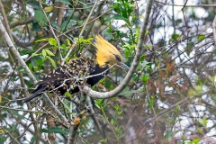 Blond-crested Woodpecker [Colaptes flavescens flavescens]