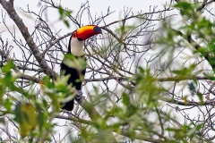 Toco Toucan [Ramphastos toco albogularis]
