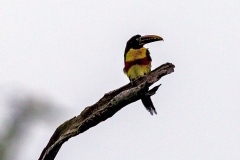 Chestnut-eared Aracari [Pteroglossus castanotis australis]