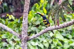 Many-banded Aracari [Pteroglossus pluricinctus]