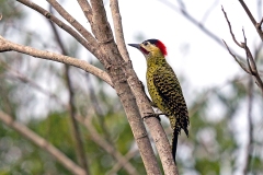 Green-barred Woodpecker [Colaptes melanochloros melanochloros]