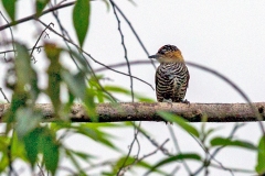 Ochre-collared Piculet [Picumnus temminckii]