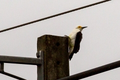 White Woodpecker [Melanerpes candidus]