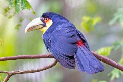 Red-breasted Toucan [Ramphastos dicolorus]