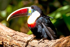 White-throated Toucan [Ramphastos tucanus tucanus]