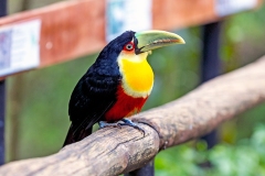 Red-breasted Toucan [Ramphastos dicolorus]