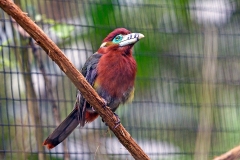Spot-billed Toucanet [Selenidera maculirostris]