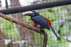Black-necked Aracari [Pteroglossus aracari]