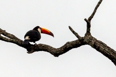 Toco Toucan [Ramphastos toco albogularis]