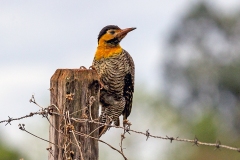 Campo Flicker [Colaptes campestris campestroides