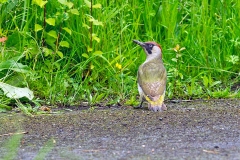 European Green Woodpecker [Picus viridis viridis]