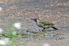 European Green Woodpecker [Picus viridis viridis]