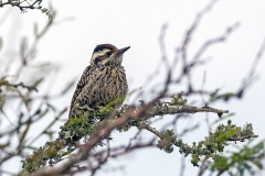 Checkered Woodpecker [Veniliornis mixtus mixtus]