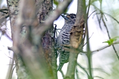 White-barred Piculet [Picumnus cirratus pilcomayensis]