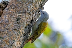 African Grey Woodpecker [Dendropicos goertae centralis]