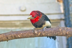 Brown-breasted Barbet [Pogonornis melanopterus]