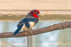 Brown-breasted Barbet [Pogonornis melanopterus]