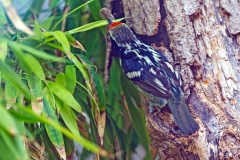 Black-spotted Barbet [Capito niger]