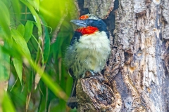Black-spotted Barbet [Capito niger]