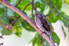 Pallid Honeyguide [Indicator meliphilus meliphilus]