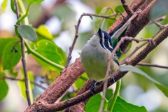 Yellow-rumped Tinkerbird [Pogoniulus bilineatus jacksoni]