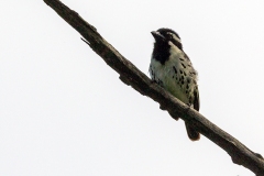 Spot-flanked Barbet [Tricholaema lacrymosa lacrymosa]
