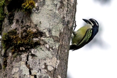 Yellow-rumped Tinkerbird [Pogoniulus bilineatus jacksoni]