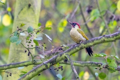 European Green Woodpecker [Picus viridis viridis]