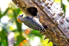 Hoffmann's Woodpecker [Melanerpes hoffmannii]