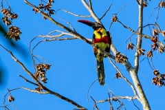 Fiery-billed Aracari [Pteroglossus frantzii]