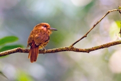 White-whiskered Puffbird [Malacoptila panamensis panamensis]