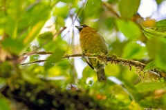 Prong-billed Barbet [Semnornis frantzii]