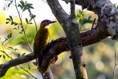 Golden-olive Woodpecker [Colaptes rubiginosus yucatanensis]