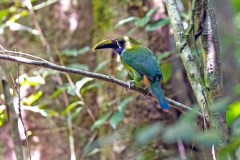 Blue-throated Toucanet [Aulacorhynchus caeruleogularis caeruleogularis]