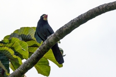 White-fronted Nunbird [Monasa morphoeus grandior]