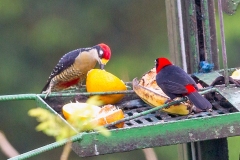 Black-cheeked Woodpecker [Melanerpes pucherani]