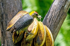 Hoffmann's Woodpecker [Melanerpes hoffmannii]