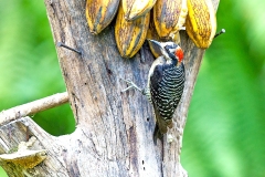 Black-cheeked Woodpecker [Melanerpes pucherani]