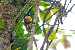 Collared Aracari [Pteroglossus torquatus torquatus]