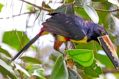 Collared Aracari [Pteroglossus torquatus torquatus]