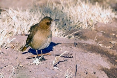 Rufous Hornero [Furnarius rufus rufus] 