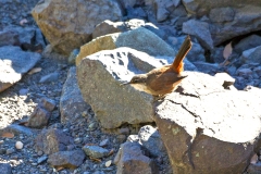 Crag Chilia [Ochetorhynchus melanurus melanurus] 