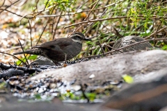 Dark-bellied Cinclodes [Cinclodes patagonicus chilensis] 