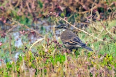 Buff-winged Cinclodes [Cinclodes fuscus] 