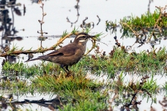 Buff-winged Cinclodes [Cinclodes fuscus] 