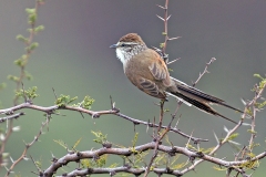Plain-mantled Tit-Spinetail [Leptasthenura aegithaloides aegithaloides] 