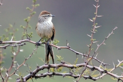 Plain-mantled Tit-Spinetail [Leptasthenura aegithaloides aegithaloides] 