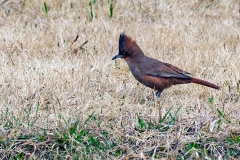 Brown Cacholote [Pseudoseisura lophotes argentina] 